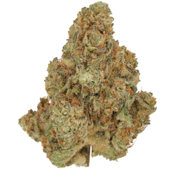 Cannamedical Sativa forte Venomz Eve